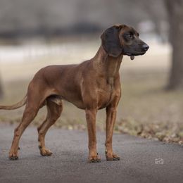 Mauser - Bavarian Mountain Scent Hound