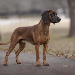 Mauser - Bavarian Mountain Scent Hound