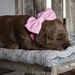 Goldendoodle Puppies from Best Doodles