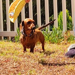 TOOTSIE - Dachshund