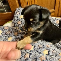 Prague Ratter Puppies from North Star Gem’s Prague Ratters