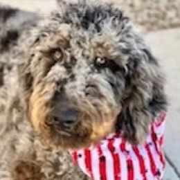 Winston - Bernedoodle
