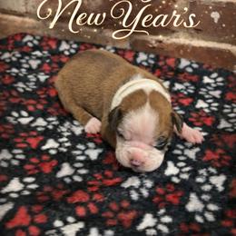 Noel - Fawn female Boxer puppy in Waycross, Georgia from David's Boxers