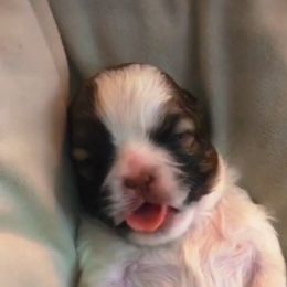 Shih Tzu Puppies from Adrianas Beautiful Shitzu’s