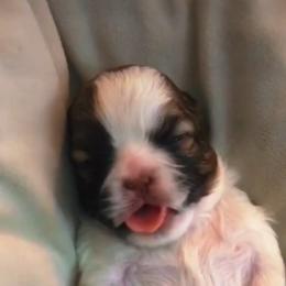 Shih Tzu Puppies from Adrianas Beautiful Shitzu’s