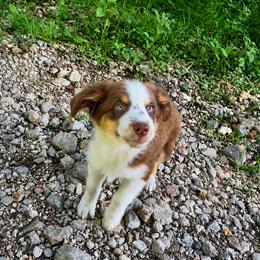 Anthony - Red tri male Miniature Australian Shepherd puppy in Macomb, Missouri from Show Me MO Aussies