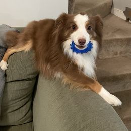 Scamp - Miniature Australian Shepherd