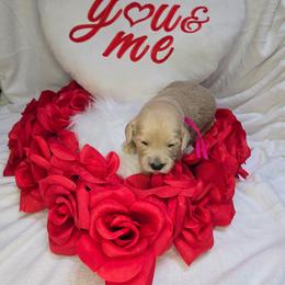 Chrissy - Cream female Goldendoodle puppy in Georgetown, Tennessee from Georgetown Designer & Purebred Puppies
