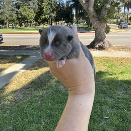 Reef - Blue male Pomsky puppy in La Verne, California from Red Cedar Pomskies