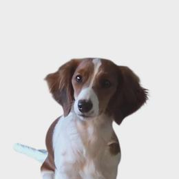 Pippy - Dachshund