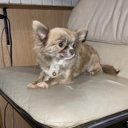 Dumplin - Blue brindled fawn female Chihuahua puppy in Waxhaw, North Carolina from East Coast Bull Terriers N Chihuahuas