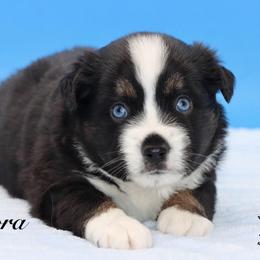 Bora - Black tri male Miniature Australian Shepherd puppy in Weeki Wachee, Florida from Arlington's Mini Aussies