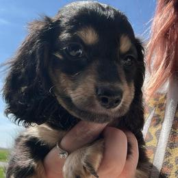 Dove - Black and tan female Dachshund puppy in Saint Peter, Illinois from Ashton’s Doxies of Southern IL