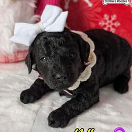 Yellow Girl - Black female Goldendoodle puppy in Rockledge, Florida from Stormie's Doodles