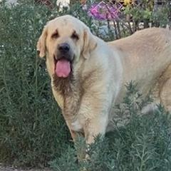 Bakira  - Spanish Mastiff