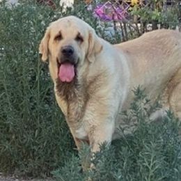 Bakira  - Spanish Mastiff