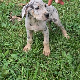 Girl5 - Fawn female Great Dane puppy in Camby, Indiana from Heather's Noble Saints