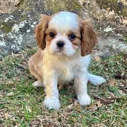 Boy - Blenheim male Cavalier King Charles Spaniel puppy in Diberville, Mississippi from Sophie’s AKC Cavaliers