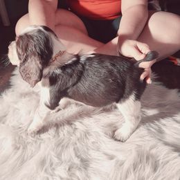 English Springer Spaniel Puppies from Savannah River Springers
