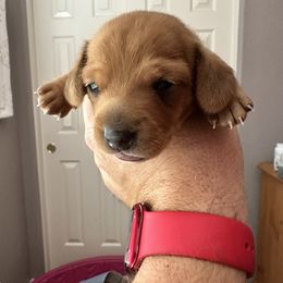 Dachshund Puppies from Mighty little dachshunds