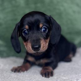 Maven - Black and tan female Dachshund puppy in Fayetteville, Arkansas from Natural State Dachshunds