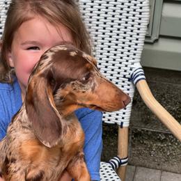 Skye - Dachshund