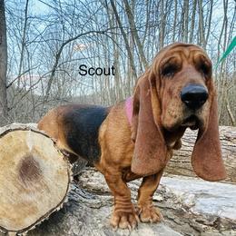 Scout - Basset Hound