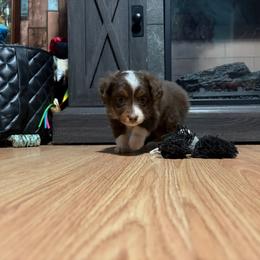 Lizzy - Red tri-color female Miniature American Shepherd puppy in Terryville, Connecticut from Spirited Aussies