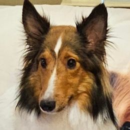 Sabrena - Shetland Sheepdog