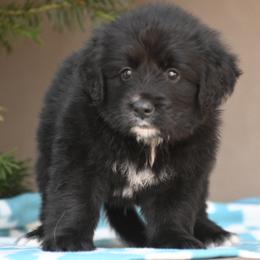Blue Collar Boy - male Golden Mountain Dog puppy in Loveland, Colorado from Grateful Bernese & Gage's Goldens