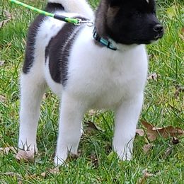 Akita Puppies from Magnolia Akitas