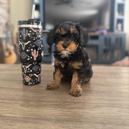 Cavapoo Puppies from AZ Cavapoos
