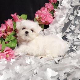 Girl 3 - White female Maltese puppy in Fresno, California from Soua's Pups