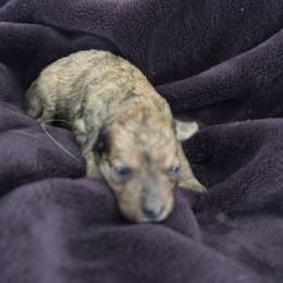 Lola - Sable female Goldendoodle puppy in Waynesboro, Virginia from Forest Creek Kennel