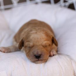 Green collar - Apricot male Poodle puppy in Edmond, Oklahoma from The Redbud Roost