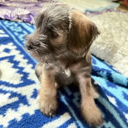 Clara - Salt and pepper female Miniature Schnauzer puppy in College Park, Maryland from Canteranos pups