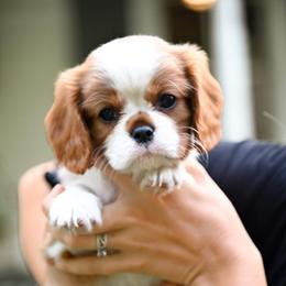 Cavalier King Charles Spaniel Puppies from Cane Creek Cavaliers