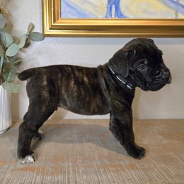 Parrot - Blk Collar - Black brindle male Cane Corso puppy in St. Augustine, Florida from RG2 Cane Corsos