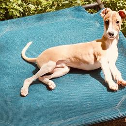 Blue (Boy 1) - Red male Italian Greyhound puppy in Arkadelphia, Arkansas from Concordia