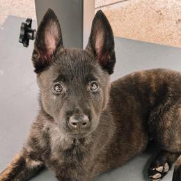 Cassia (Grey) - Gold brindle female Dutch Shepherd puppy in Slippery Rock, Pennsylvania from Pytka Performance K9