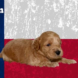 Houston - Cream male Australian Labradoodle puppy in Austin, Texas from AussieTex Labradoodles