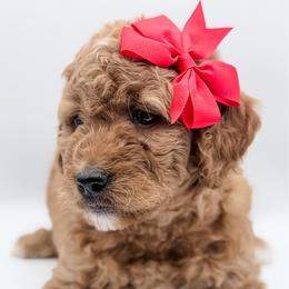 Luna - Red  female Goldendoodle puppy in Mecklenburg County, North Carolina from Rustic Road Doodles