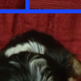 Yorkshire Terriers from Browns love of yorkies