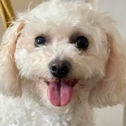 Daisy - Bichon Frise