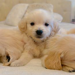 Golden Retriever Puppies from Goldens of Hope