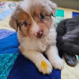 Berry - Red merle female Miniature Australian Shepherd puppy in Dunnellon, Florida from Ever After Mini Aussies