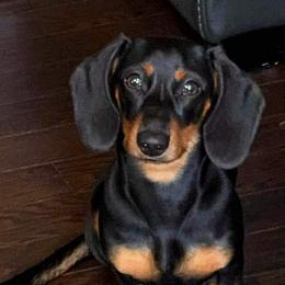 Dachshund Puppies from A&R Dachshund
