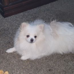 Ruger - Pomeranian