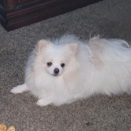 Ruger - Pomeranian