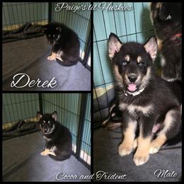 Derek - Black tan and white male Siberian Husky puppy in Bloomfield, Indiana from Paiges lil huskies